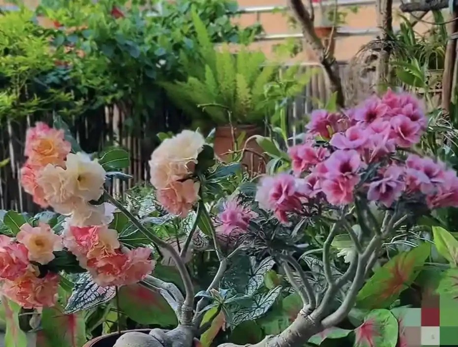懶人養花首選!這幾種花四季開花,好養不費心,顏值還超高