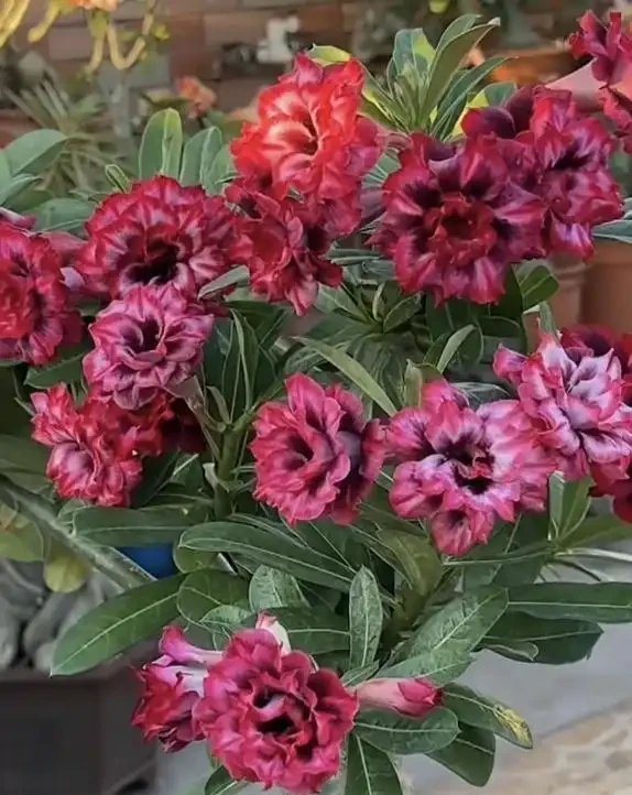 懶人養花首選!這幾種花四季開花,好養不費心,顏值還超高