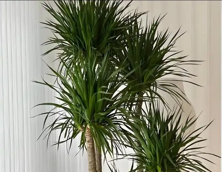龍血樹耐陰好養,記住「1招」,少澆水多噴水,輕鬆養成「巨無霸」!