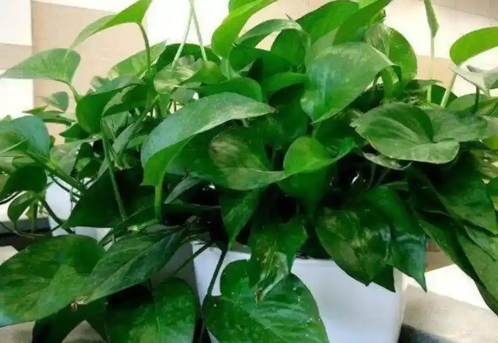 黃金葛最愛的5種「營養液」,15天喂一次,半年下來,葉片油光發亮,瘋長不停!