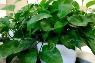 黃金葛最愛的5種「營養液」，15天喂一次，半年下來，葉片油光發亮，瘋長不停！
