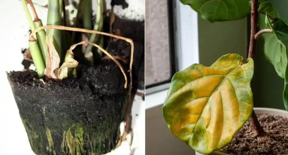 室內盆栽10盆有9盆是積水腐根沒了,掌握原理,少死幾盆花