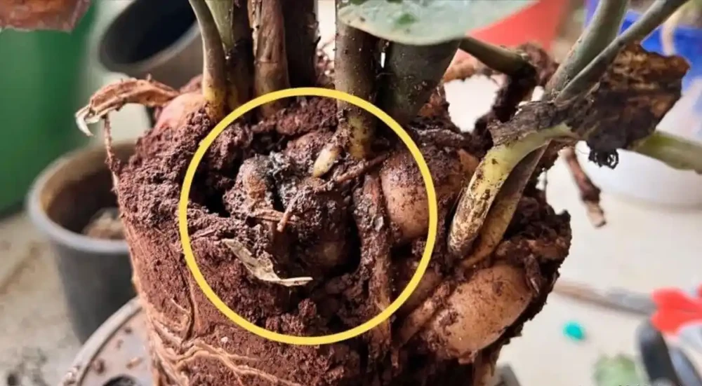 室內盆栽10盆有9盆是積水腐根沒了,掌握原理,少死幾盆花