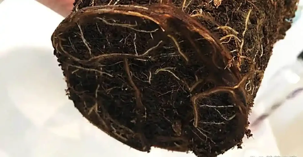 室內盆栽10盆有9盆是積水腐根沒了,掌握原理,少死幾盆花