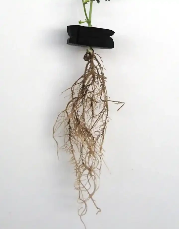 室內盆栽10盆有9盆是積水腐根沒了,掌握原理,少死幾盆花