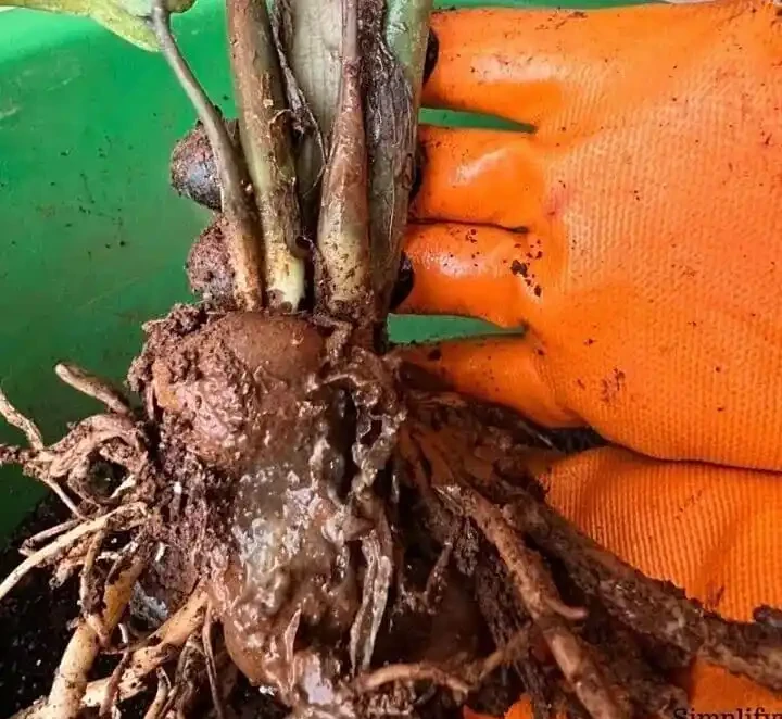 室內盆栽10盆有9盆是積水腐根沒了,掌握原理,少死幾盆花