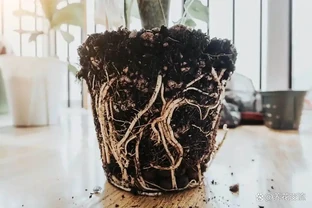 室內盆栽10盆有9盆是積水腐根沒了，掌握原理，少死幾盆花