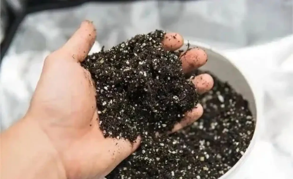 萬能肥「草木灰」,什麼花能用,怎樣用才能達到最好的效果