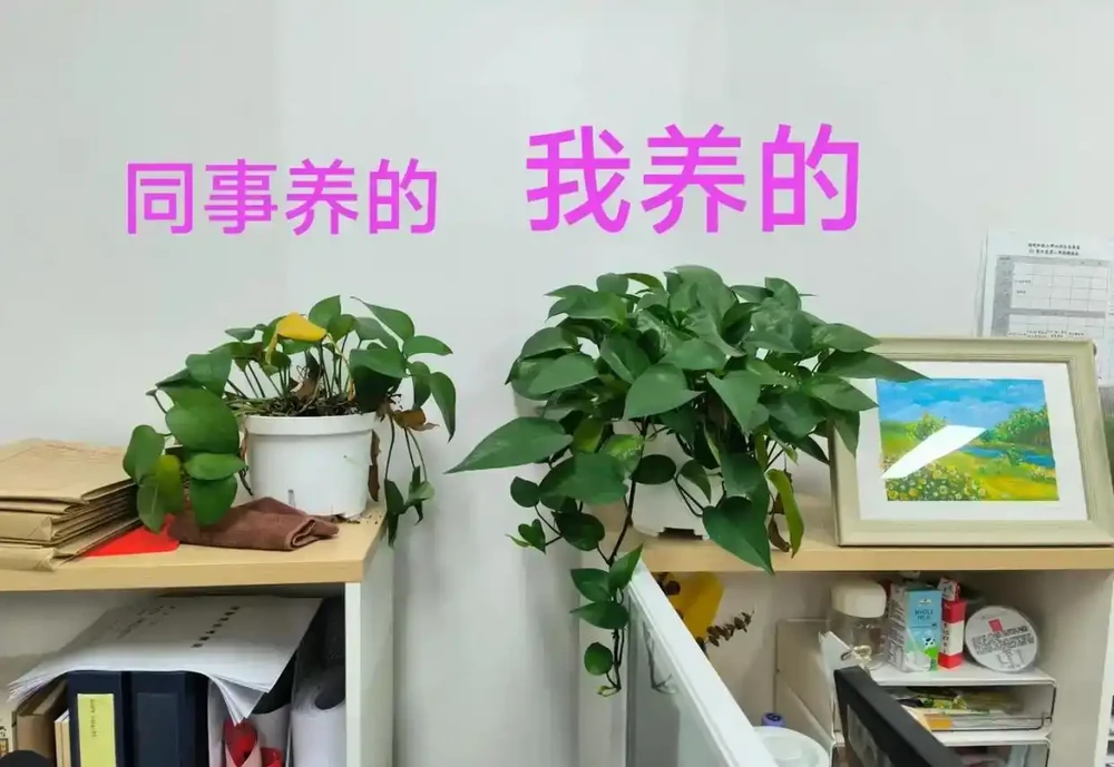 黃金葛最愛的「神仙水」,竟然是它!兩週喂一杯,葉子巴掌大,翠綠滿盆攔不住!