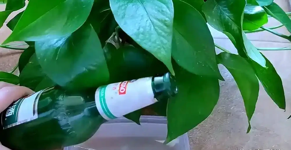 黃金葛最愛的「神仙水」,竟然是它!兩週喂一杯,葉子巴掌大,翠綠滿盆攔不住!