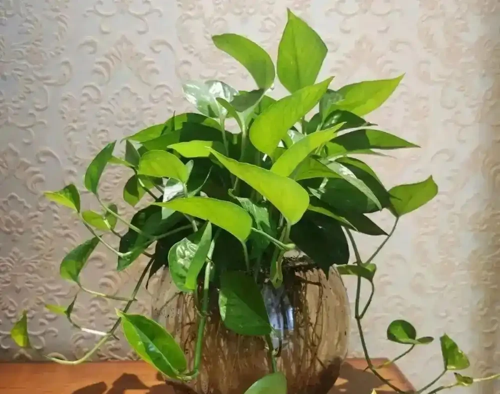 黃金葛最愛的「神仙水」,竟然是它!兩週喂一杯,葉子巴掌大,翠綠滿盆攔不住!