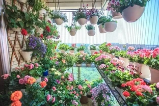 養花施肥別糾結！這3種肥料搞定全屋綠植