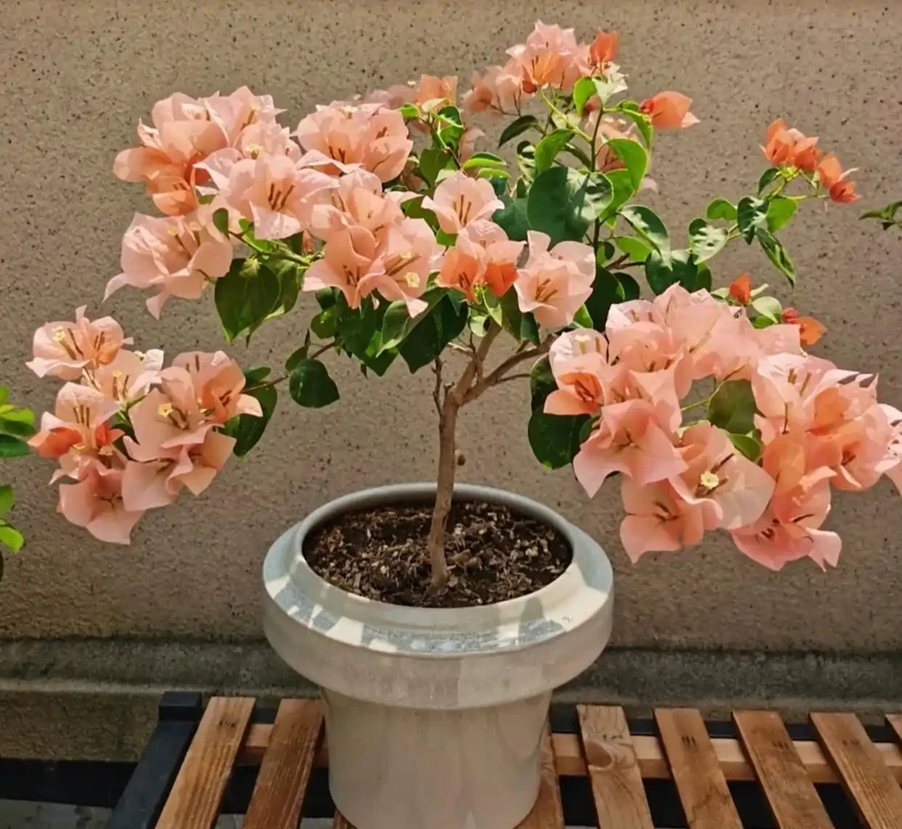 想讓九重葛枝粗花多?做好「3件」事,一年養出大粗杆