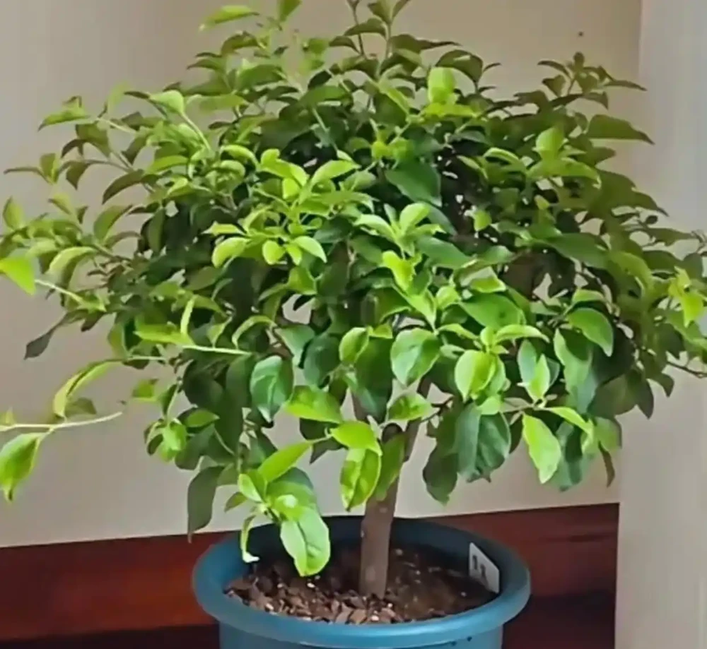 想讓九重葛枝粗花多?做好「3件」事,一年養出大粗杆