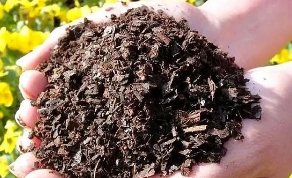 想讓九重葛枝粗花多?做好「3件」事,一年養出大粗杆