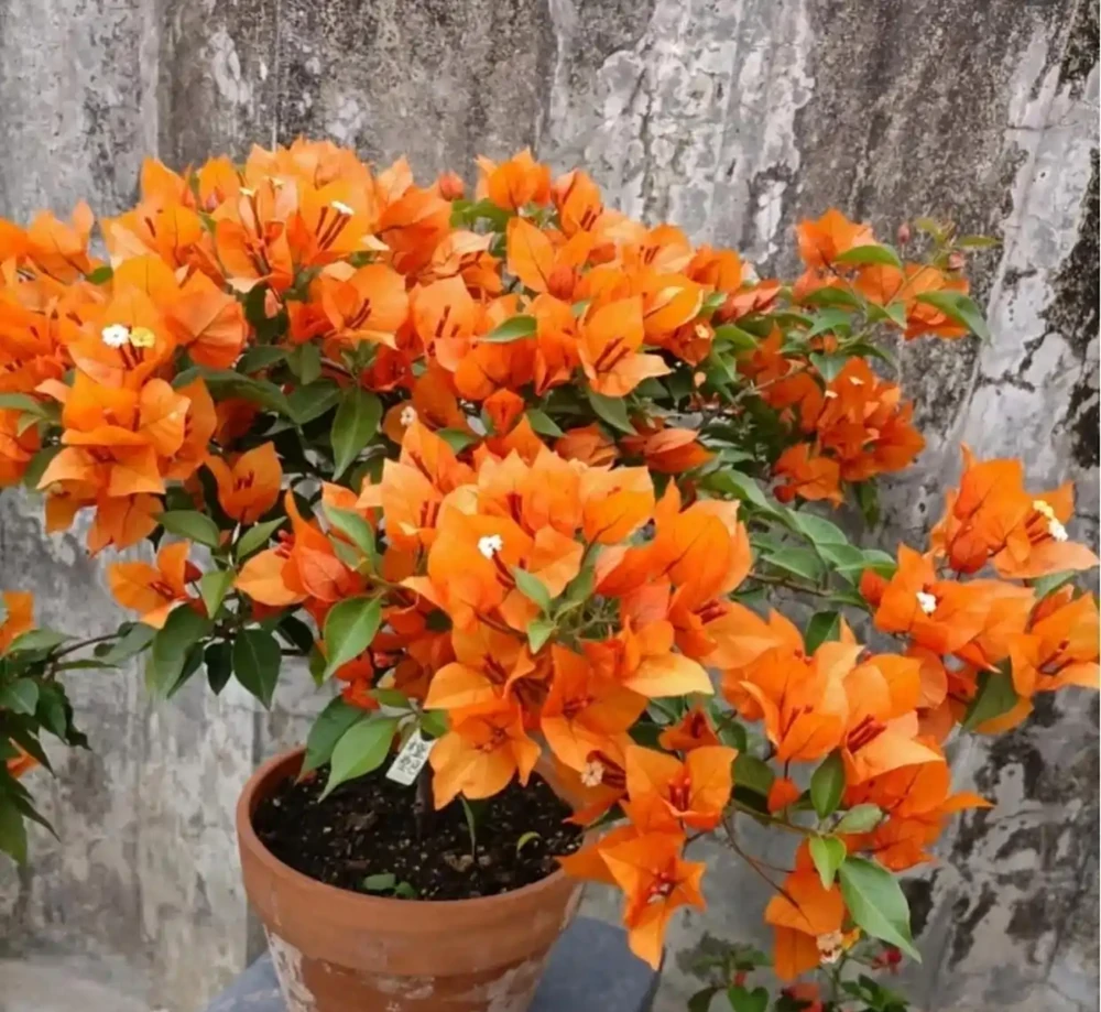 想讓九重葛枝粗花多?做好「3件」事,一年養出大粗杆