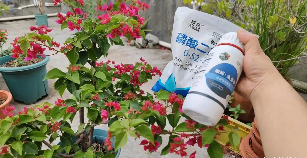 想讓九重葛枝粗花多?做好「3件」事,一年養出大粗杆