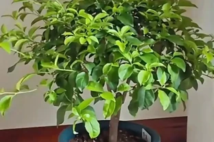 想讓九重葛枝粗花多？做好「3件」事，一年養出大粗杆