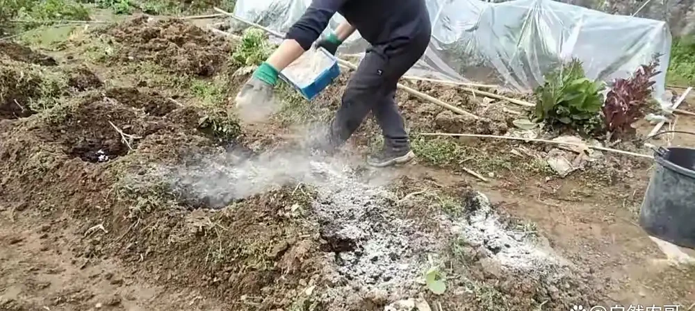 個人種菜,到底用什麼肥料好?看完這篇文章,一切都明白了