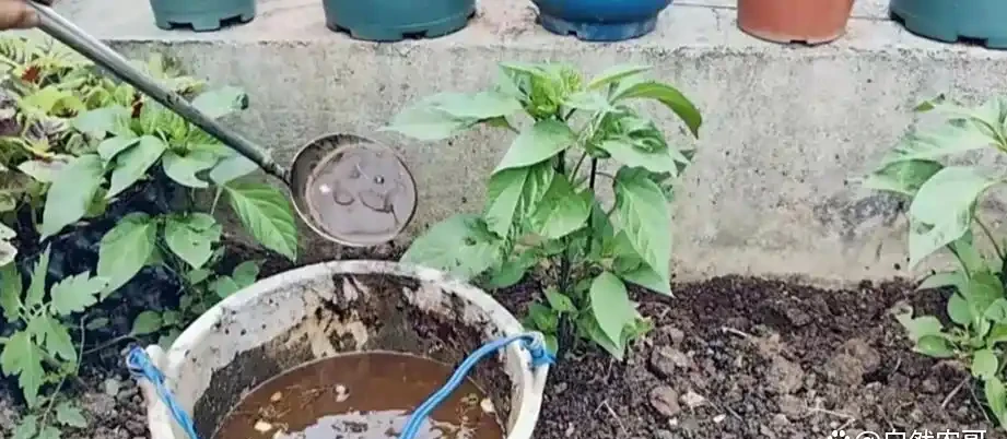 個人種菜,到底用什麼肥料好?看完這篇文章,一切都明白了