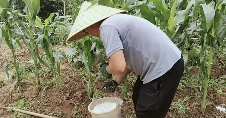 個人種菜,到底用什麼肥料好?看完這篇文章,一切都明白了