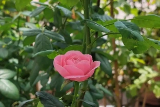 玫瑰開開花期水肥管理：讓花朵更豔麗芬芳的秘訣