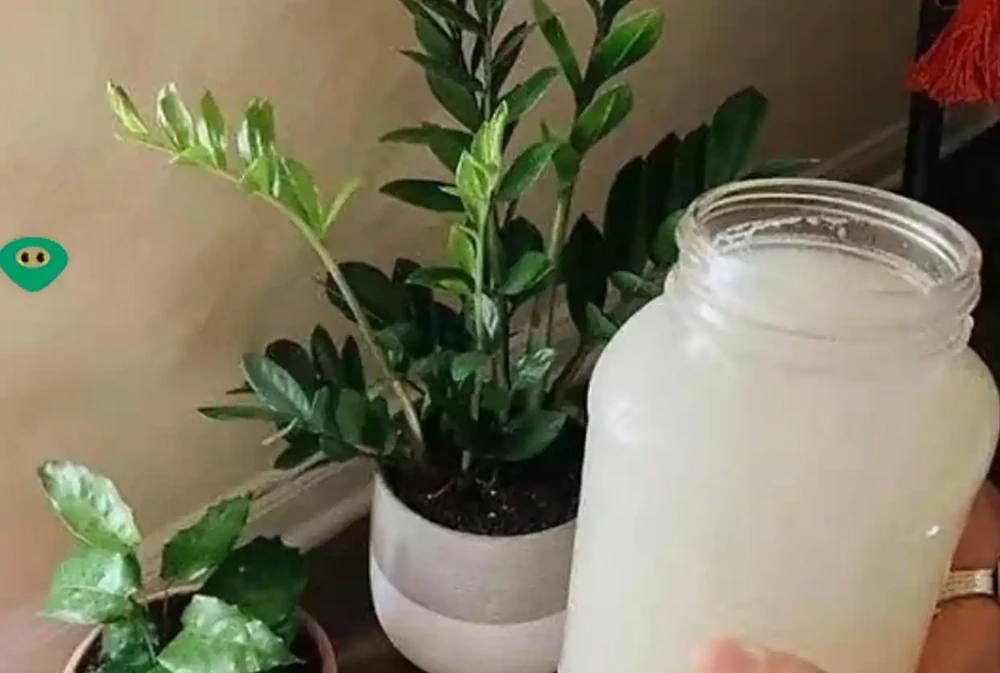 淘米水的正確發酵，這樣使用，才能讓花長得更旺盛，開花更多