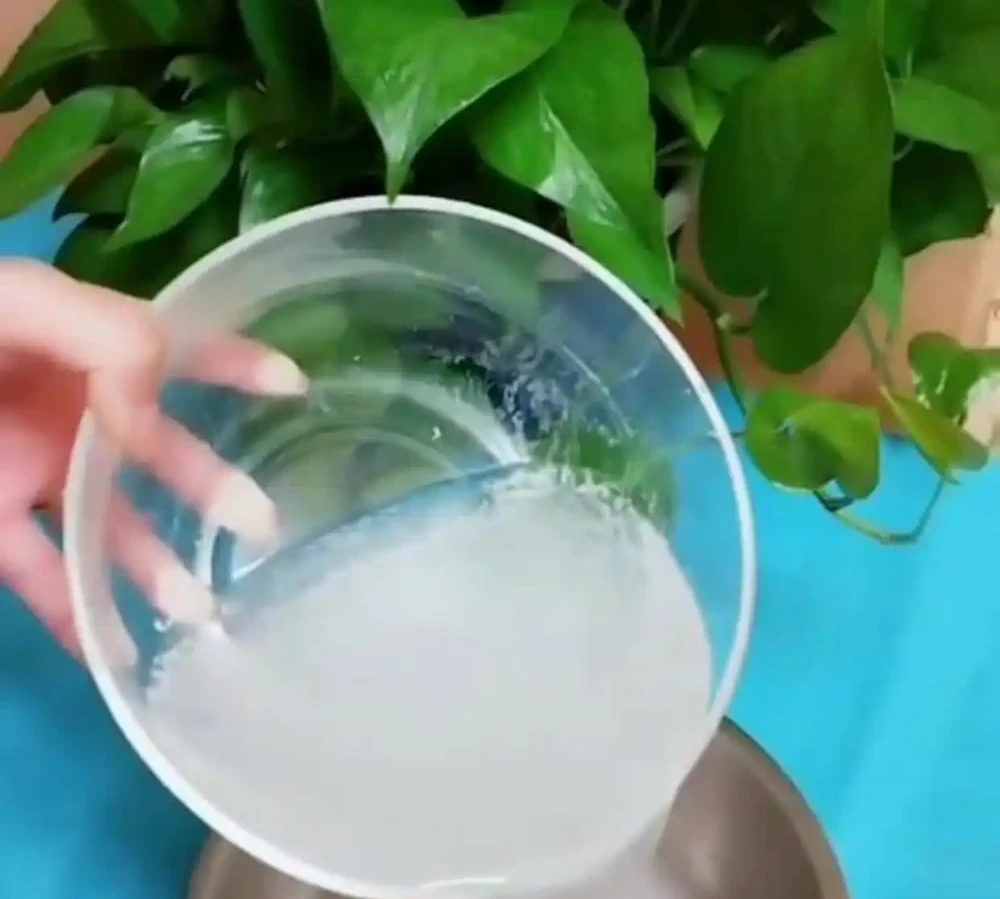淘米水的正確發酵，這樣使用，才能讓花長得更旺盛，開花更多