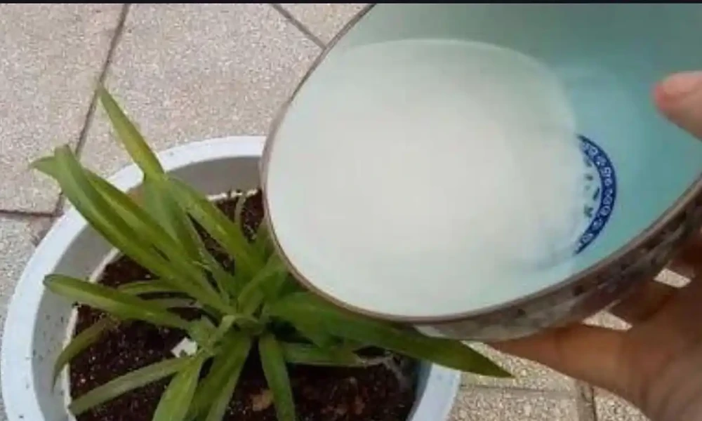 淘米水的正確發酵，這樣使用，才能讓花長得更旺盛，開花更多