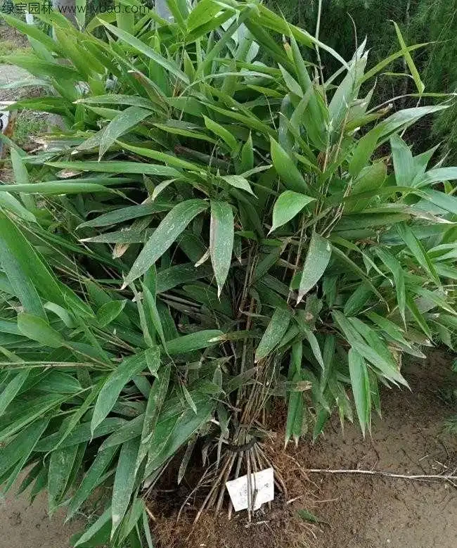 <a href='https://www.lvbad.com/zhumiaozhuzi/3450.html' target='_blank'>箬竹</a>