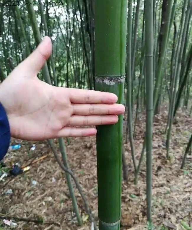<a href='https://www.lvbad.com/linmuzhongzi/2256.html' target='_blank'>楠竹</a>