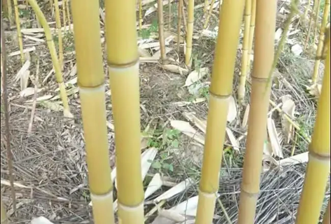 <a href='https://www.lvbad.com/zhumiaozhuzi/3456.html' target='_blank'>黃竹</a>