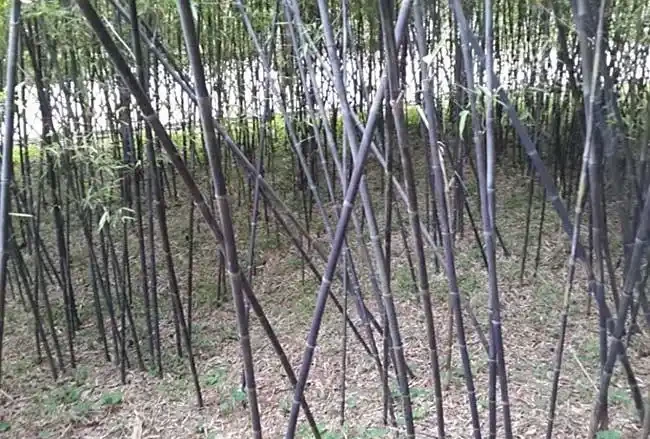 <a href='https://www.lvbad.com/zhumiaozhuzi/3447.html' target='_blank'>紫竹</a>