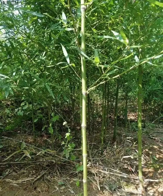 <a href='https://www.lvbad.com/zhumiaozhuzi/3459.html' target='_blank'>翠竹</a>