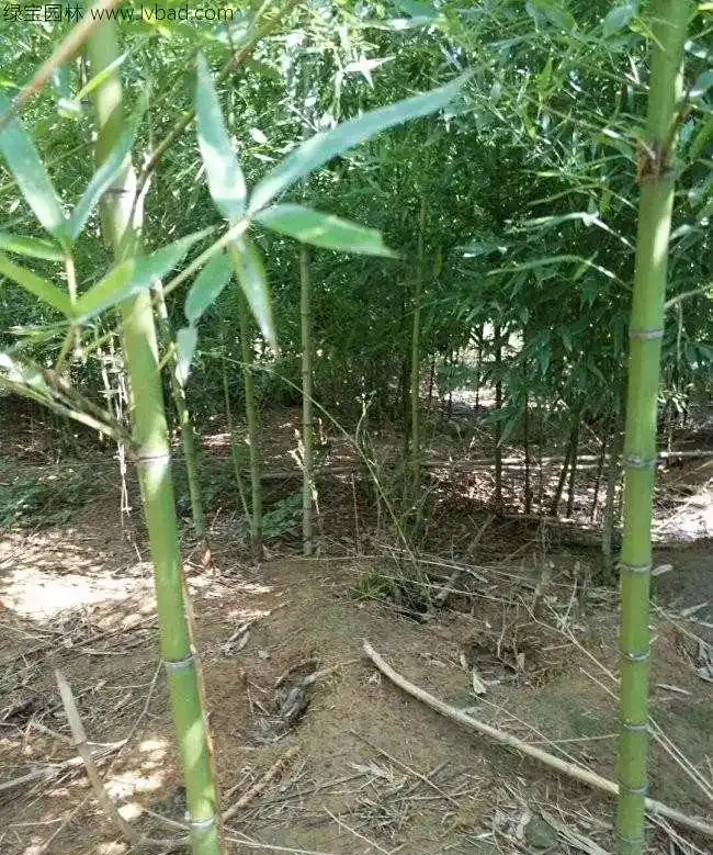 <a href='https://www.lvbad.com/zhumiaozhuzi/3441.html' target='_blank'>剛竹</a>