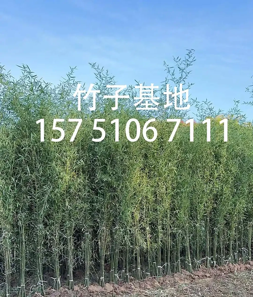 竹子葉子黃了是什麼原因