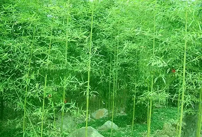 <a href='https://www.lvbad.com/zhumiaozhuzi/3446.html' target='_blank'>耐寒竹</a>