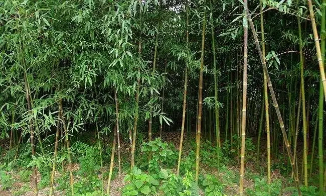 <a href='https://www.lvbad.com/zhumiaozhuzi/3453.html' target='_blank'>斑竹</a>