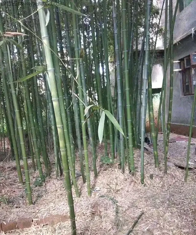<a href='https://www.lvbad.com/zhumiaozhuzi/3451.html' target='_blank'>毛竹</a>