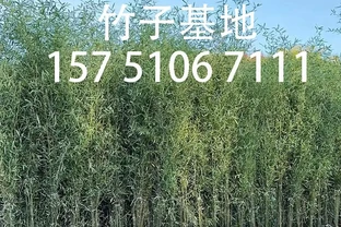竹子葉子黃了是什麼原因