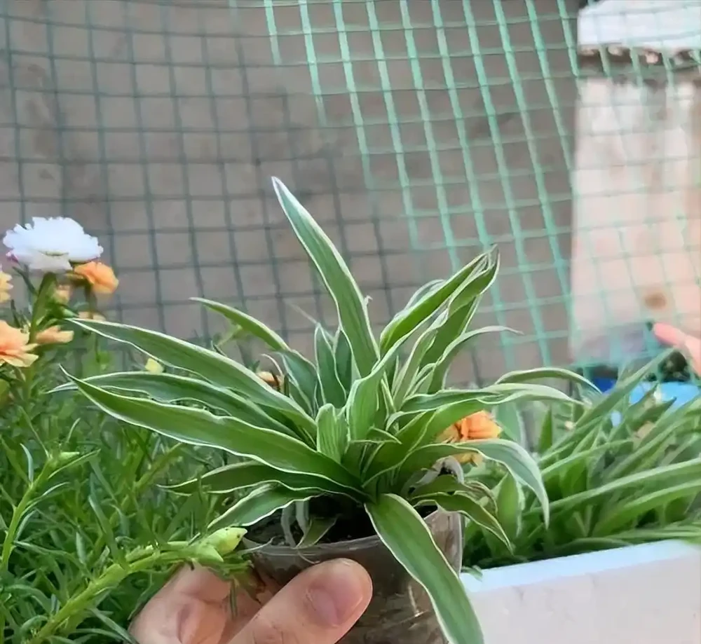 5種「最懶的花」,耐陰又耐旱,半年不管它,擠出滿盆「大筍」!