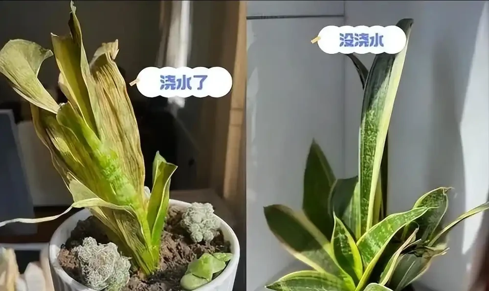 5種「最懶的花」,耐陰又耐旱,半年不管它,擠出滿盆「大筍」!