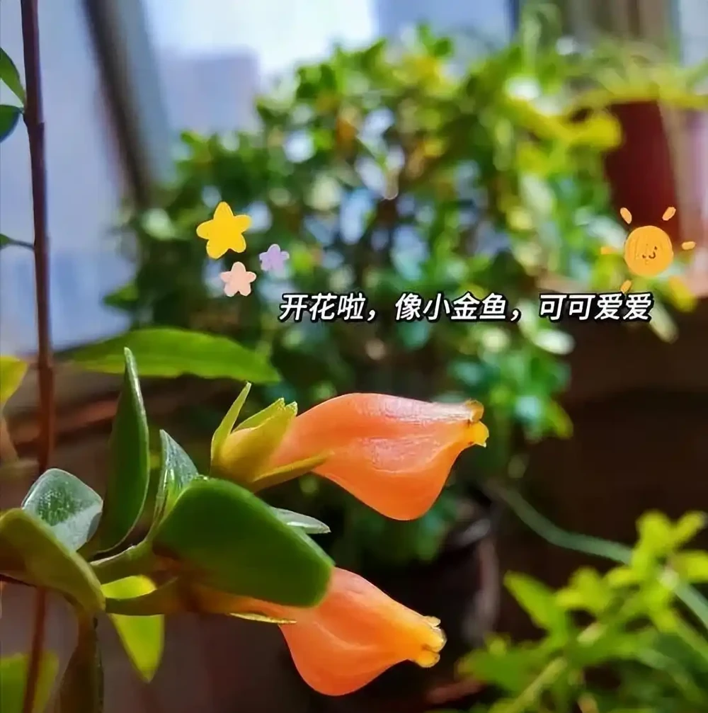 5種「最懶的花」,耐陰又耐旱,半年不管它,擠出滿盆「大筍」!