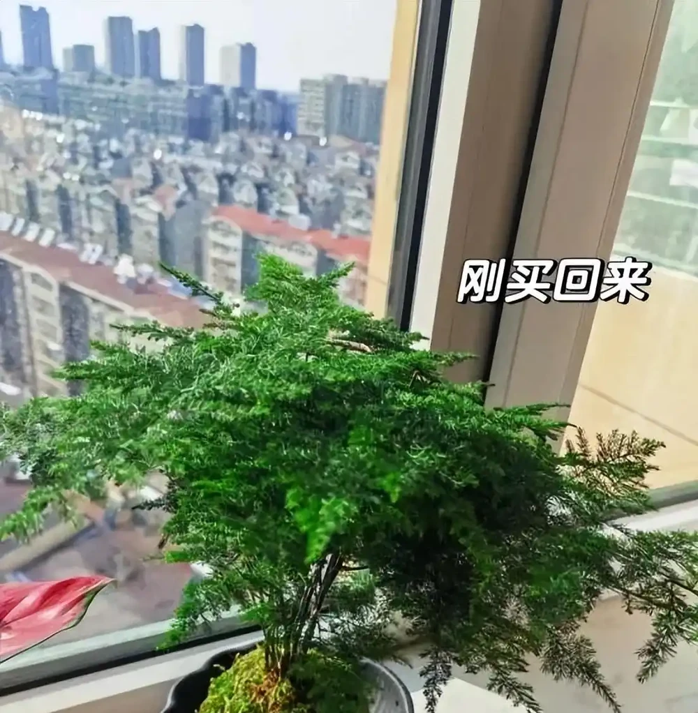 5種「最懶的花」,耐陰又耐旱,半年不管它,擠出滿盆「大筍」!