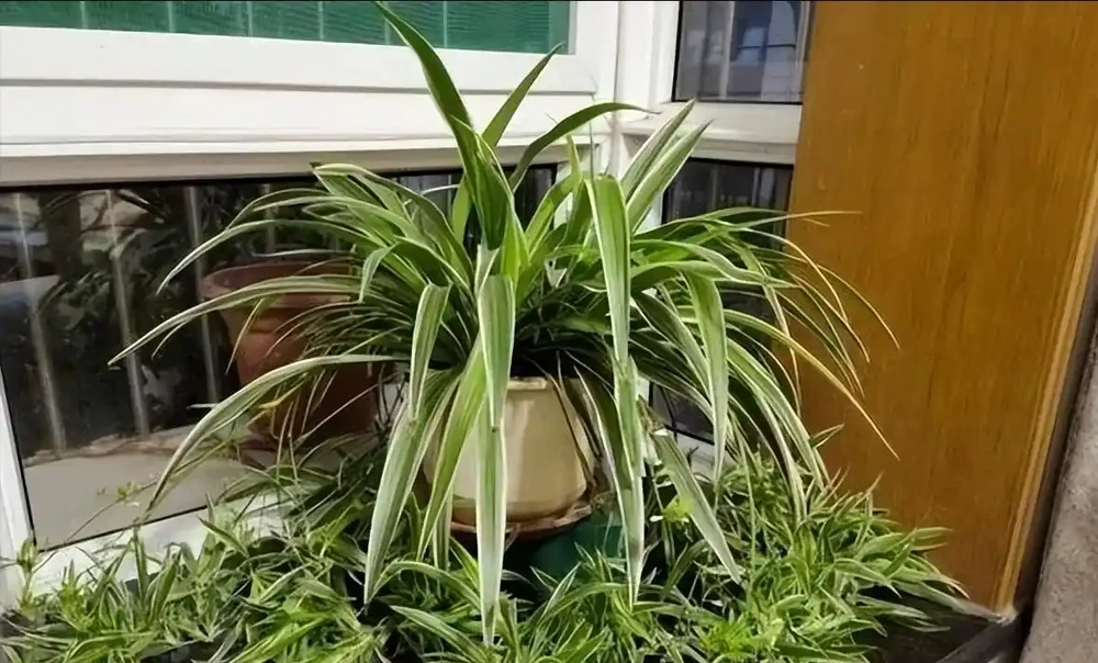 5種「最懶的花」,耐陰又耐旱,半年不管它,擠出滿盆「大筍」!