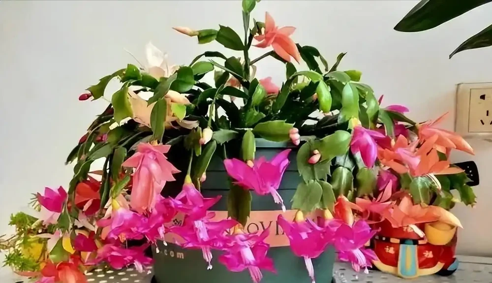 5種「最懶的花」,耐陰又耐旱,半年不管它,擠出滿盆「大筍」!