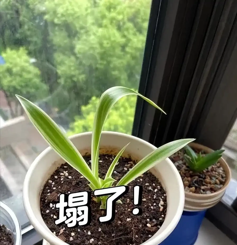 5種「最懶的花」,耐陰又耐旱,半年不管它,擠出滿盆「大筍」!