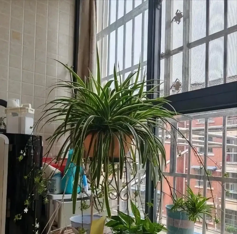 5種「最懶的花」,耐陰又耐旱,半年不管它,擠出滿盆「大筍」!