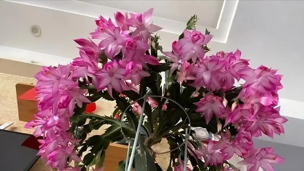 5種「最懶的花」,耐陰又耐旱,半年不管它,擠出滿盆「大筍」!