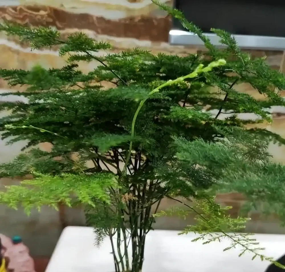 5種「最懶的花」,耐陰又耐旱,半年不管它,擠出滿盆「大筍」!